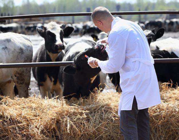 A man in a white coat takes analyzes the cows on the farm