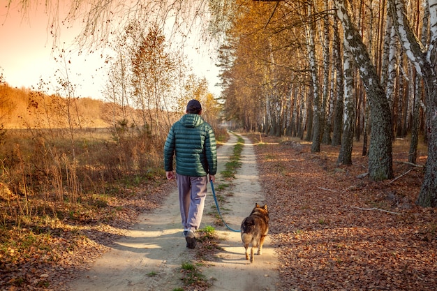 A man with a dog is walking along a country road along a birch grove