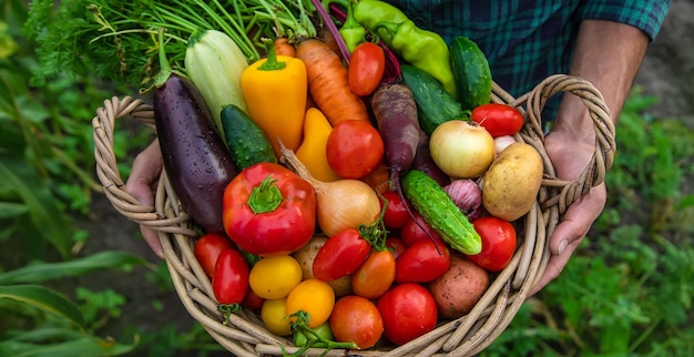 A man with a harvest of vegetables in the garden Selective focus