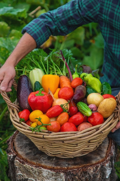 A man with a harvest of vegetables in the garden Selective focus