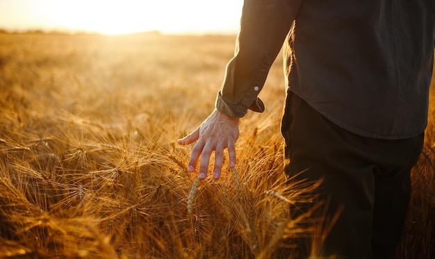 Man with his back to viewer in field of wheat touched by the hand of spikes in the sunset light