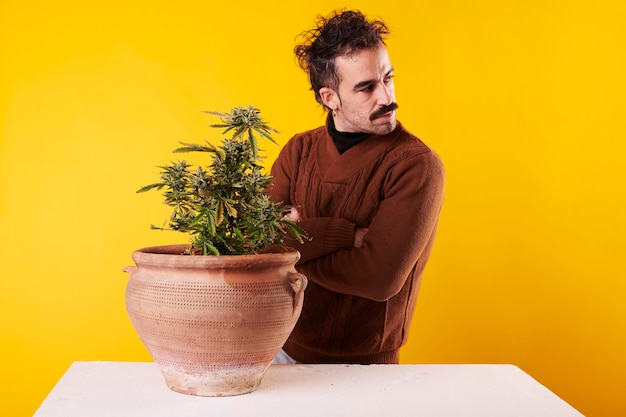 A man with a moustache stares at a cannabis plant on a yellow background