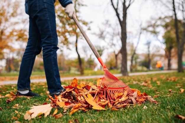 A man with a rake is cleaning up leaves in the backyard. Autumn landscape. Pile of fall leaves on the green grass.