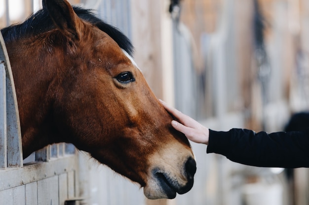 Man or woman stroking a horse standing in corral on farm. The concept of human-nature relations. Animal care. Holsteiner horse in the stable. Hands of humans on head of horse.