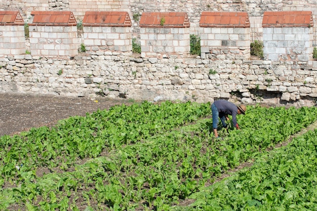 Man working in Spring field growing sprouted agricultural crops