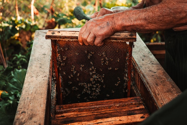 A man works in an apiary with tools near the beehive with honey and bees 5