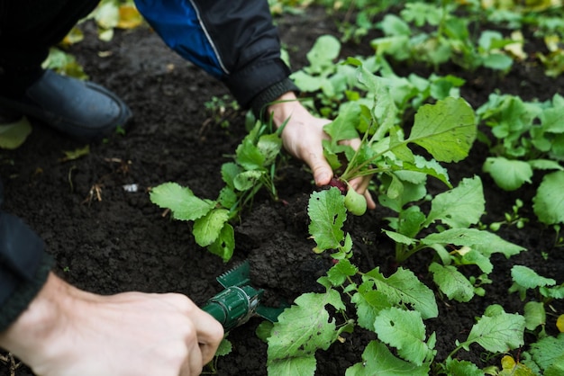 A man works in a vegetable garden harvests fresh radishes 1