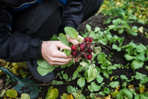 A man works in a vegetable garden harvests fresh radishes 2