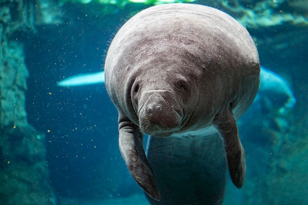 Manatee close up portrait looking at you