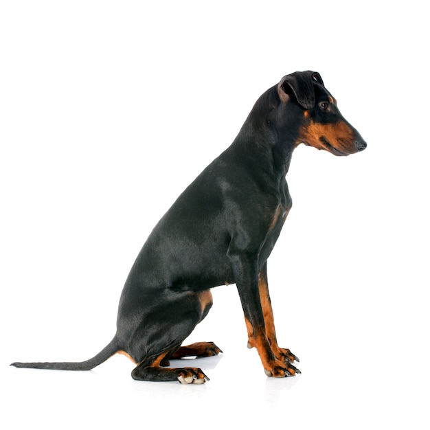 Manchester terrier