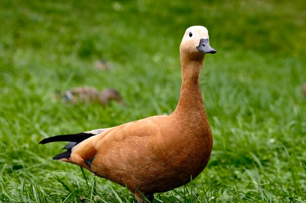 Mandarin duck on green grass Beautiful wild duck with orangebrown plumage