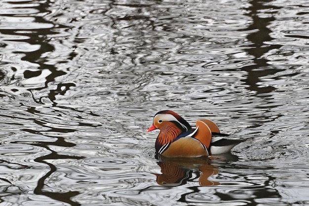 mandarin duck in the water