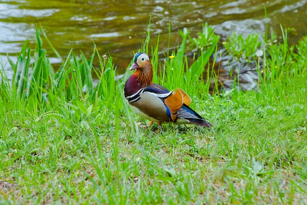 Mandarin duck