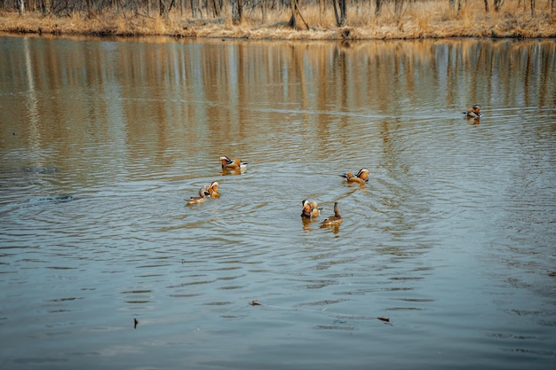 Mandarin ducks swimming on the lake