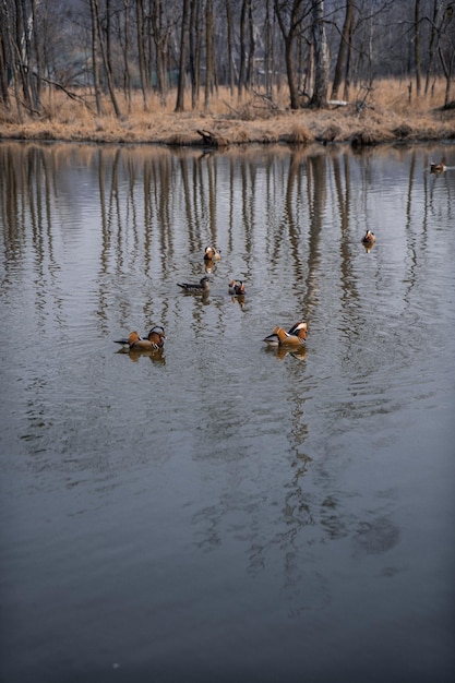 Mandarin ducks swimming on the lake