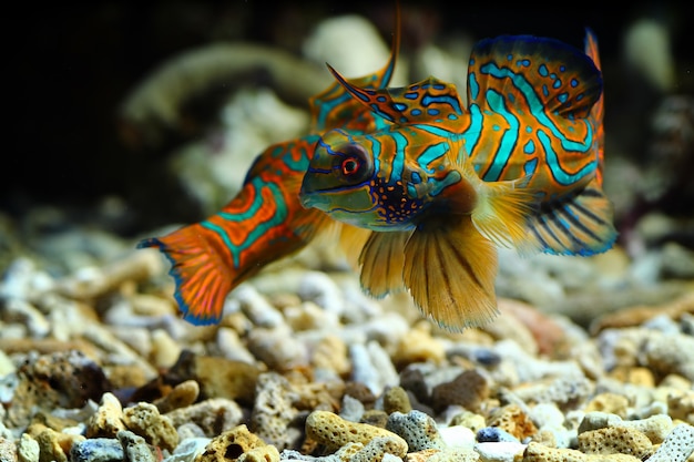 Mandarinfish or Mandarin dragonet