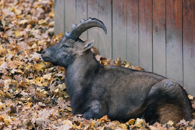 The maned ram eats hay animal in the zoo large rounded horns of a ram