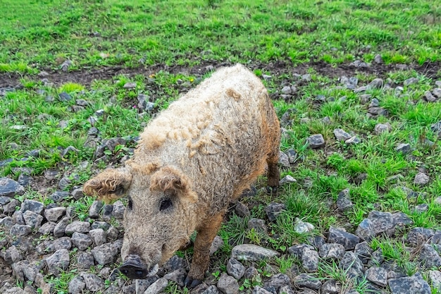 Mangalica Hungarian breed of domestic pig on farm grazing in mud and green grass