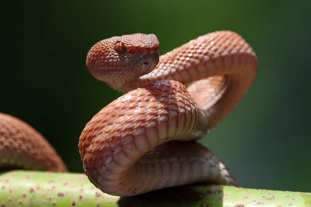 Manggrove Pit Viper snake closeup head animal closeup snake front view