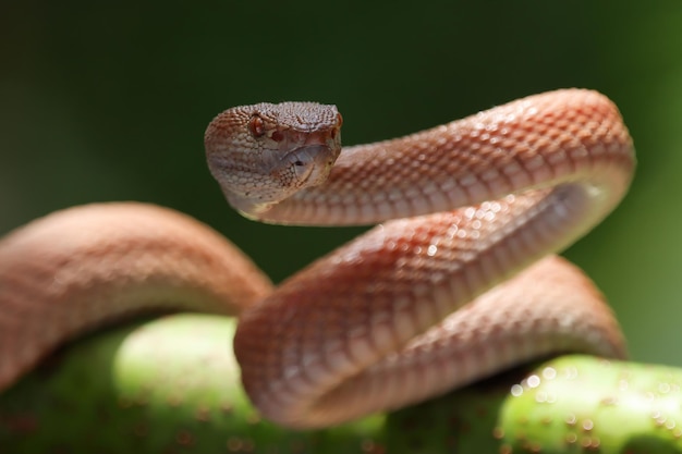 Manggrove Pit Viper snake closeup head animal closeup