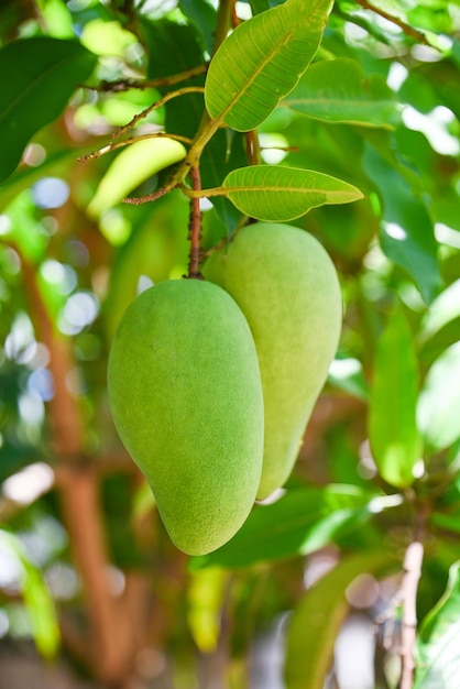 Mango hanging on the mango tree with leaf background in summer fruit garden orchard young raw green mango fruit