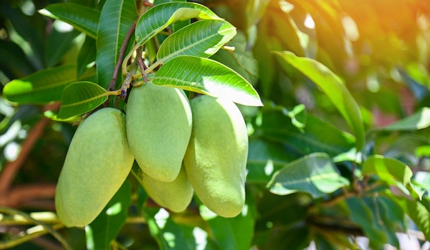 Mango hanging on the mango tree with leaf background in summer fruit garden orchard young raw green mango fruit