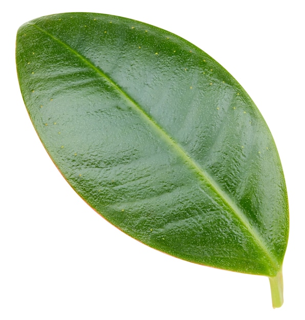 Mango leaf isolated on white background.