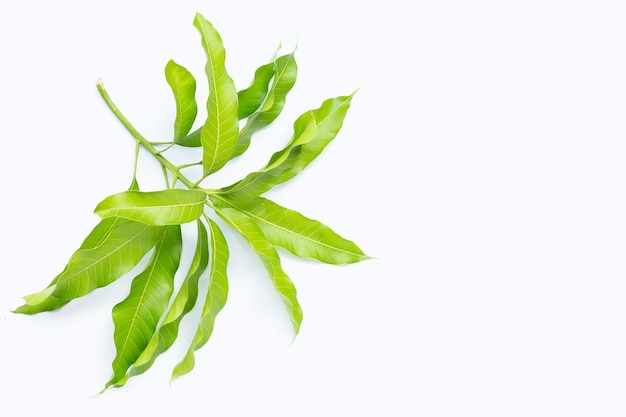 Mango leaves on white background