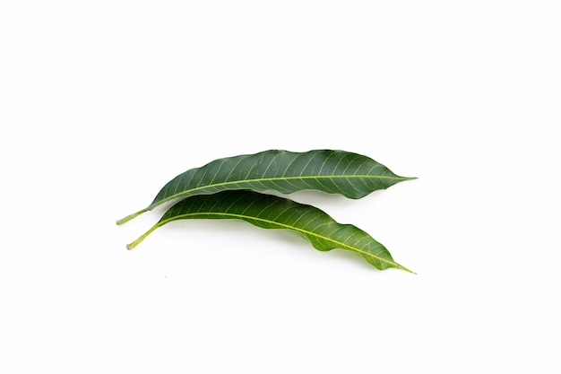 Mango leaves on white background