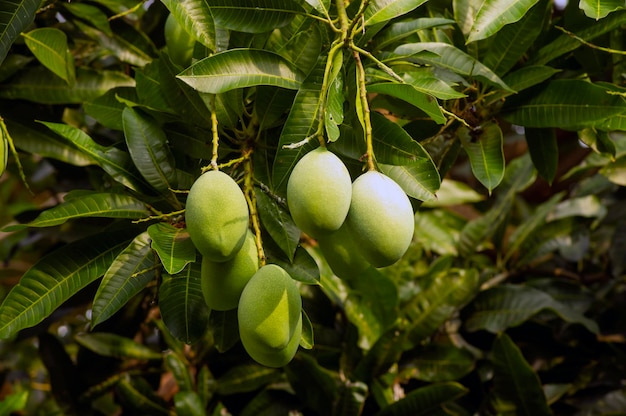 A mango tree Mangifera indica with green fruits