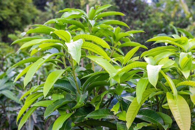 Mango tree top branches with leaves inside of a botanical garden