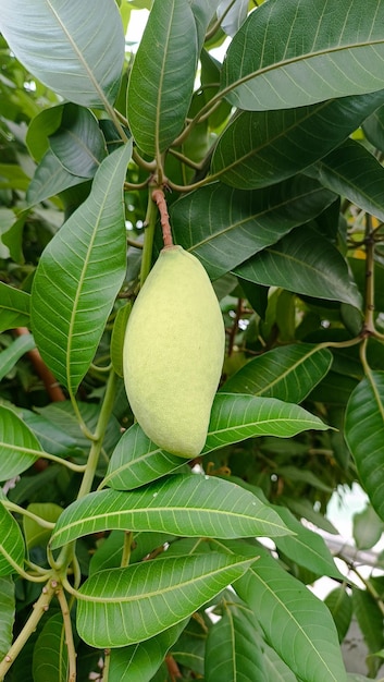 A mango tree with green leaves and a large green leaf.