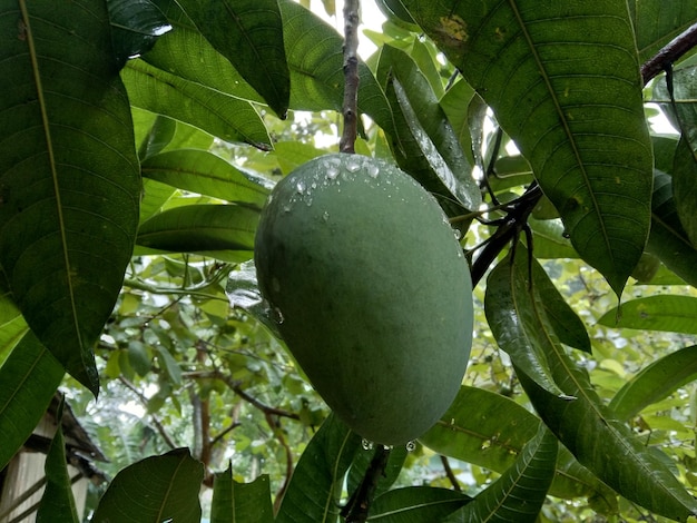 A mango tree with green leaves and the word mango on it