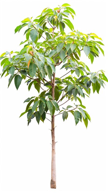 A mango tree with green leaves