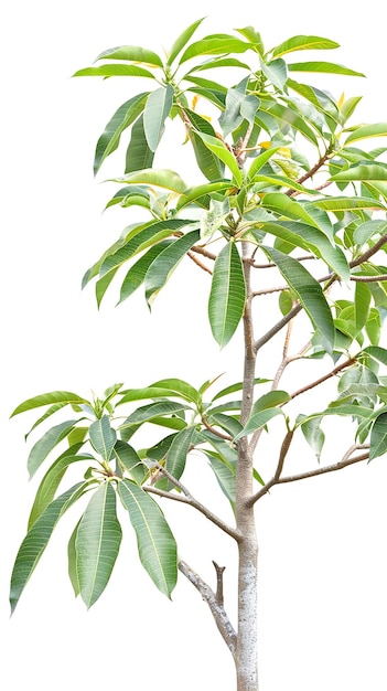 A mango tree with green leaves