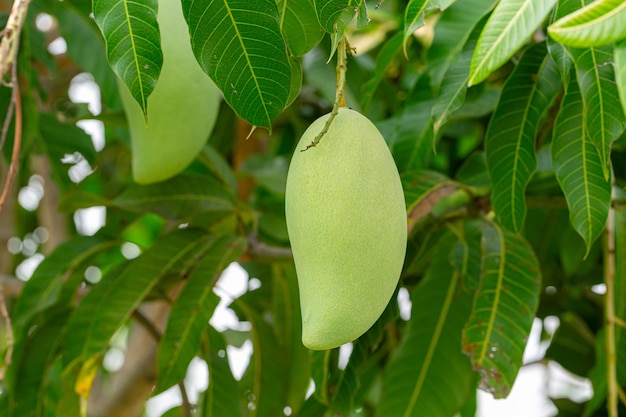 mango on the treeMango on the tree with nature backgroundFruit Mango TreeAgricultureAustralasia