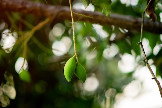 Mangoes are growing on the mango tree Nam Dok Mai Mango Young Mango