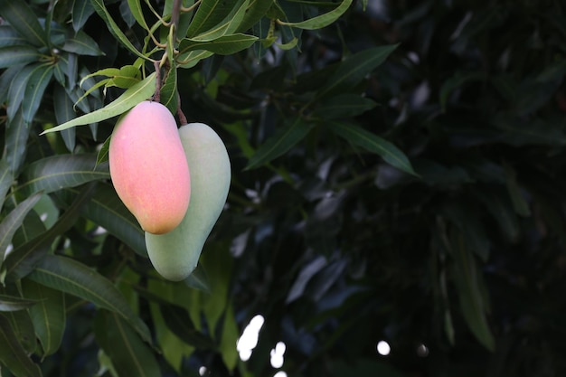 Mangoes ripen on a tree in the backyardMahachanok Mango on tree