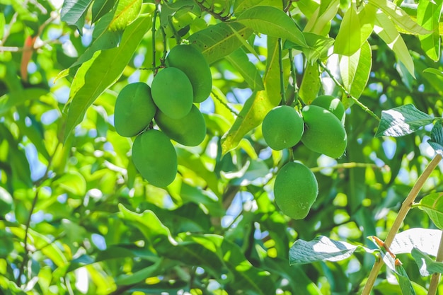 Mangoes in the three