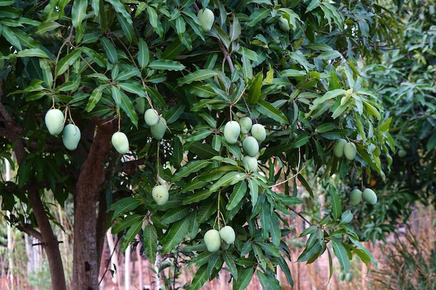 Mangoes on a tree in a farmer's garden