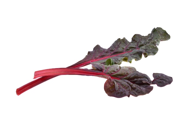 Mangold or Swiss chard leaves on a white background