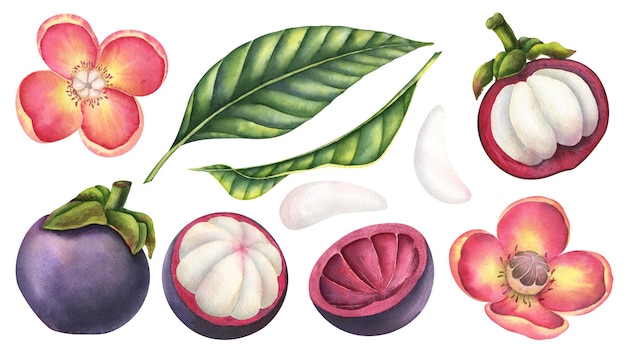 Mangosteen watercolor illustrations set Hand drawn bundle of exotic tropical asian Fruit with flowers and palm leaves on isolated background Drawing for food label or packaging Pieces of food