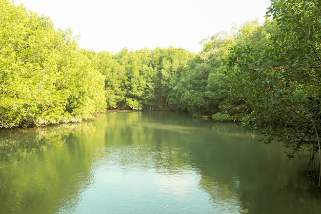 Mangroove forest river green perfect nature background in Thailand