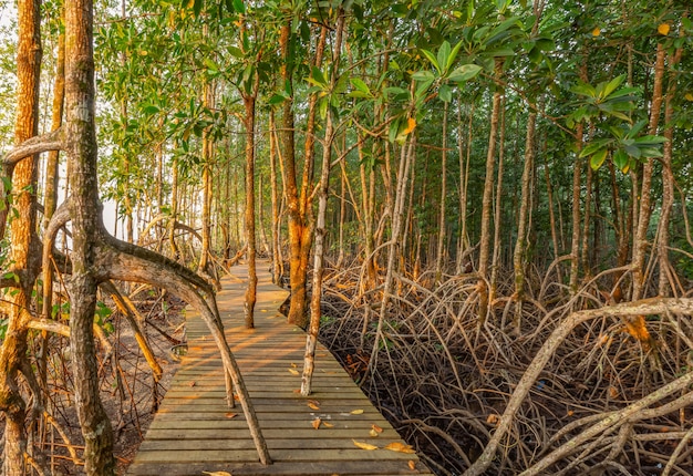 Mangrove forest and the morning light