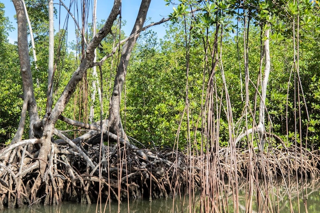 Mangrove forest in National Park los Haitises Dominican Republic River through mangrove forest