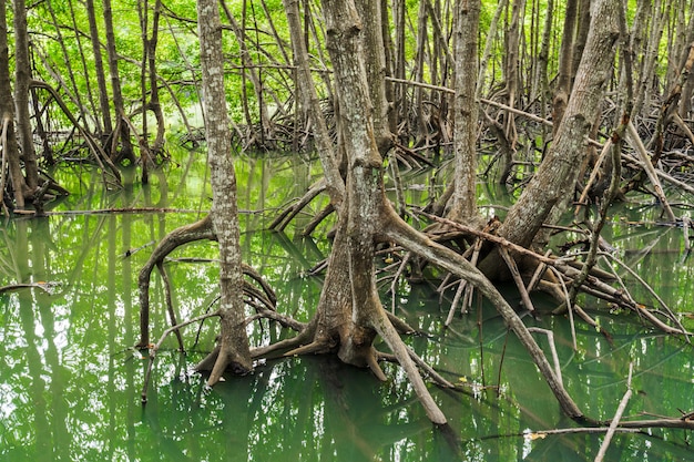 Mangrove forest tree and root at Tung Prong Thong, Rayong, Thailand