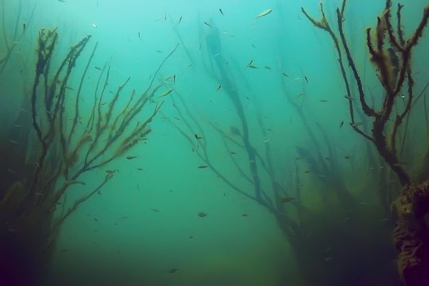 mangrove forest underwater photo / flooded trees, unusual underwater landscape, ecosystem nature underwater