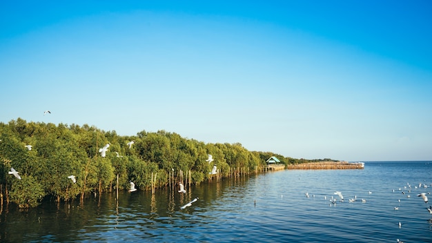 Mangrove forest with gulls