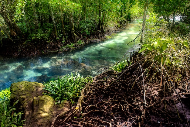 Mangrove forest with river