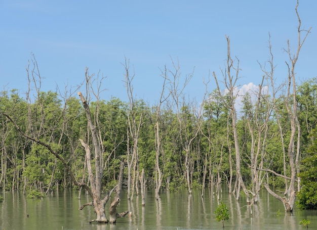 Mangrove forest